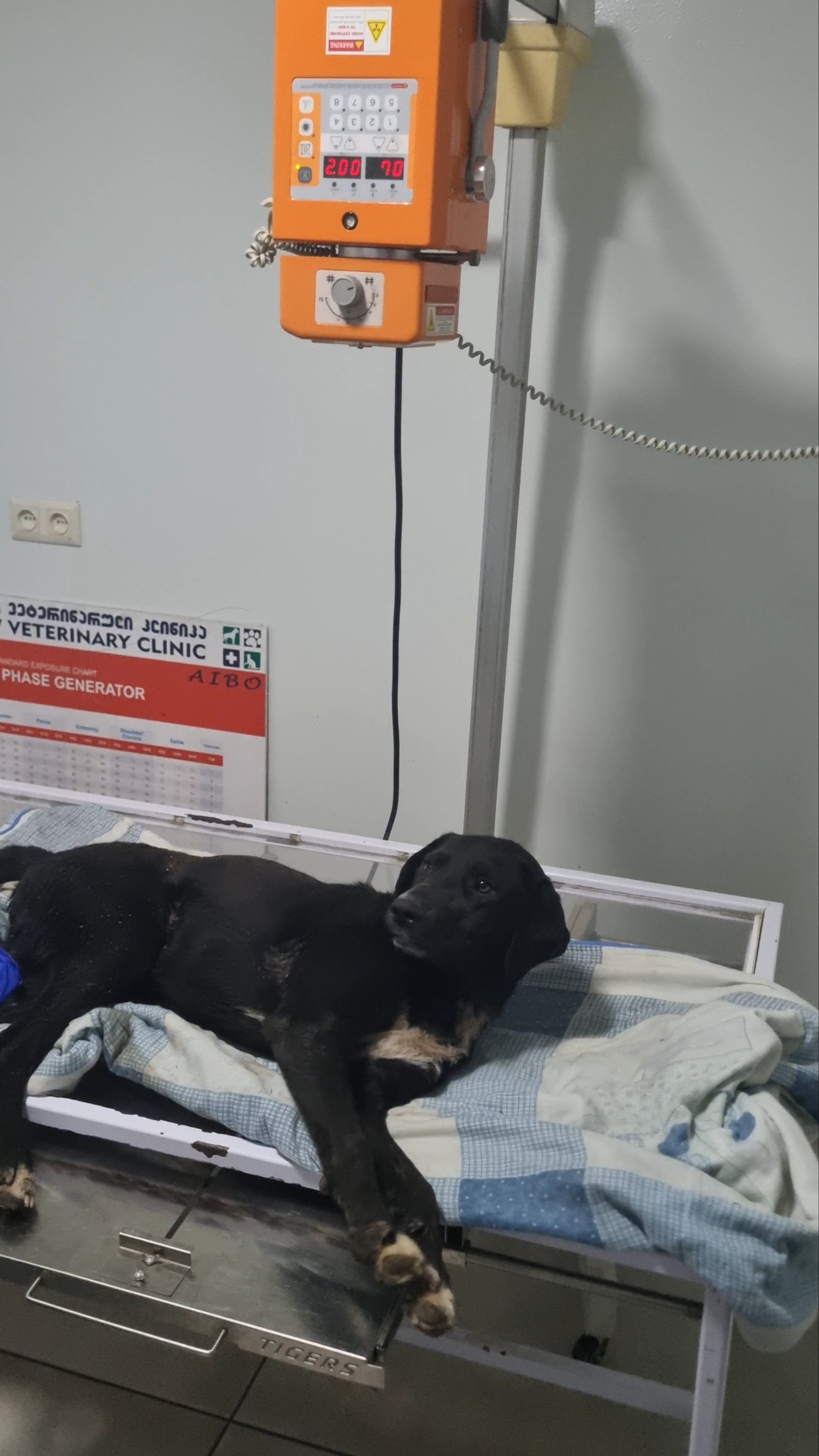 მეტისი. ვაკე