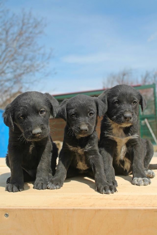 მეტისის ლეკვები უსახელო