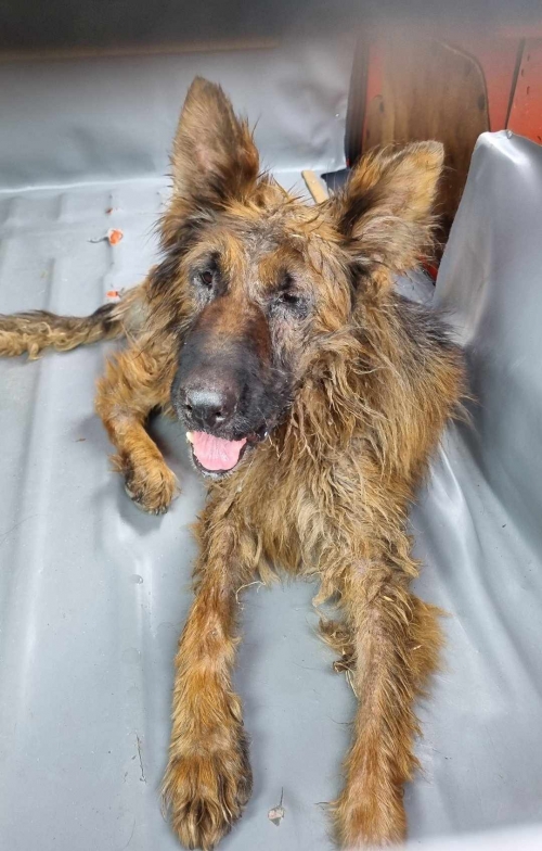 გერმანული ნაგაზი გლდანი. სიფო დურგლიშვილმა გამოატანა ტაქს