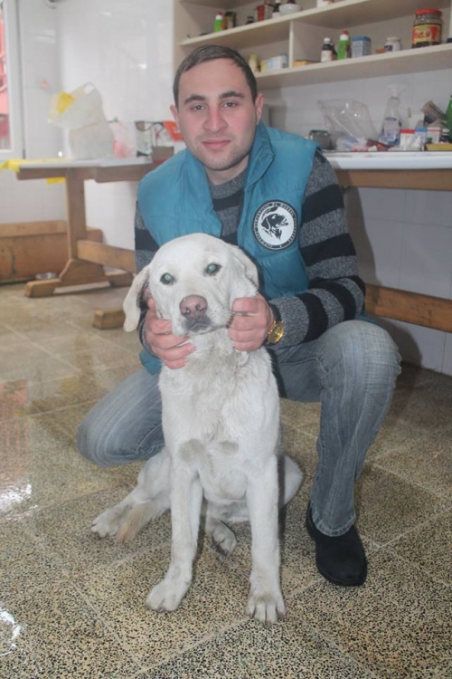 ლაბრადორი უსახელო