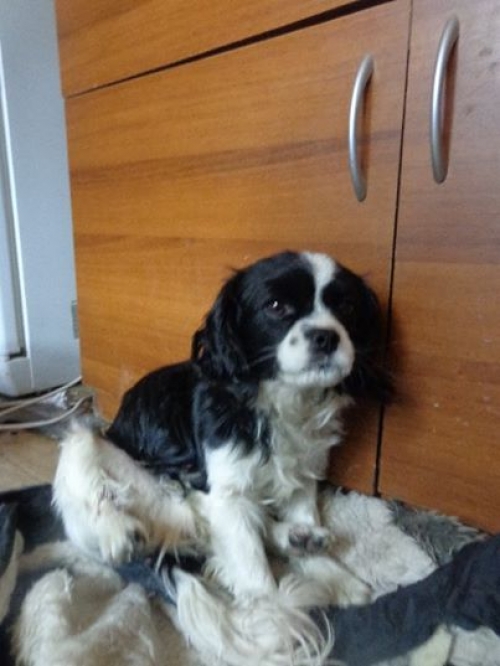 კოკერსპანიელი უსახელო