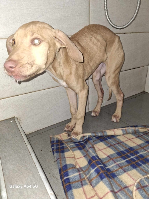 მეტისი ავლაბარი