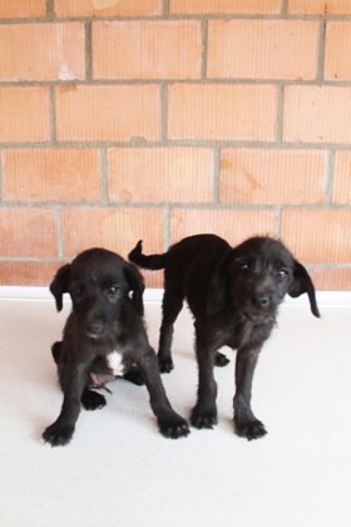 მეტისი უსახელო