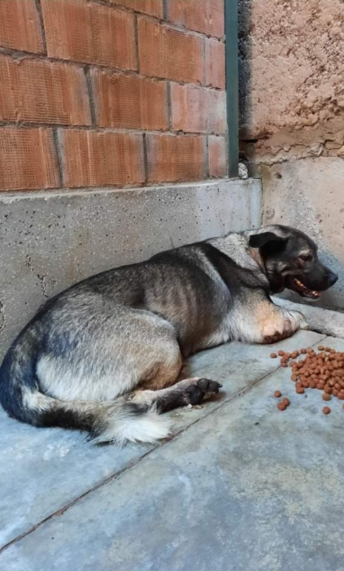 მეტისი ჩესტერა აღაიანი