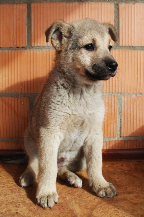 მეტისი უსახელო