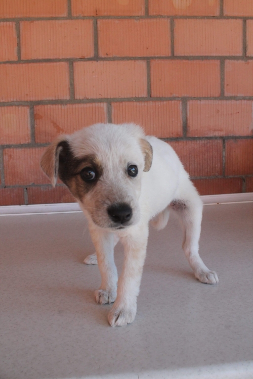 მეტისი ჯესი