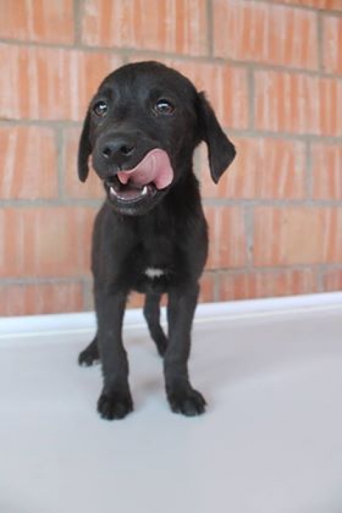 მეტისი უსახელო