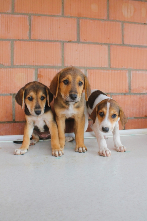 მეტისის ლეკვები უსახელო