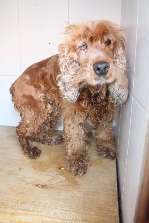 კოკერსპანიელი უსახელო