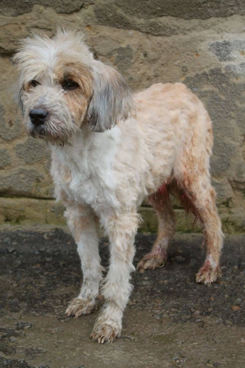 შნაუცერი უსახელო