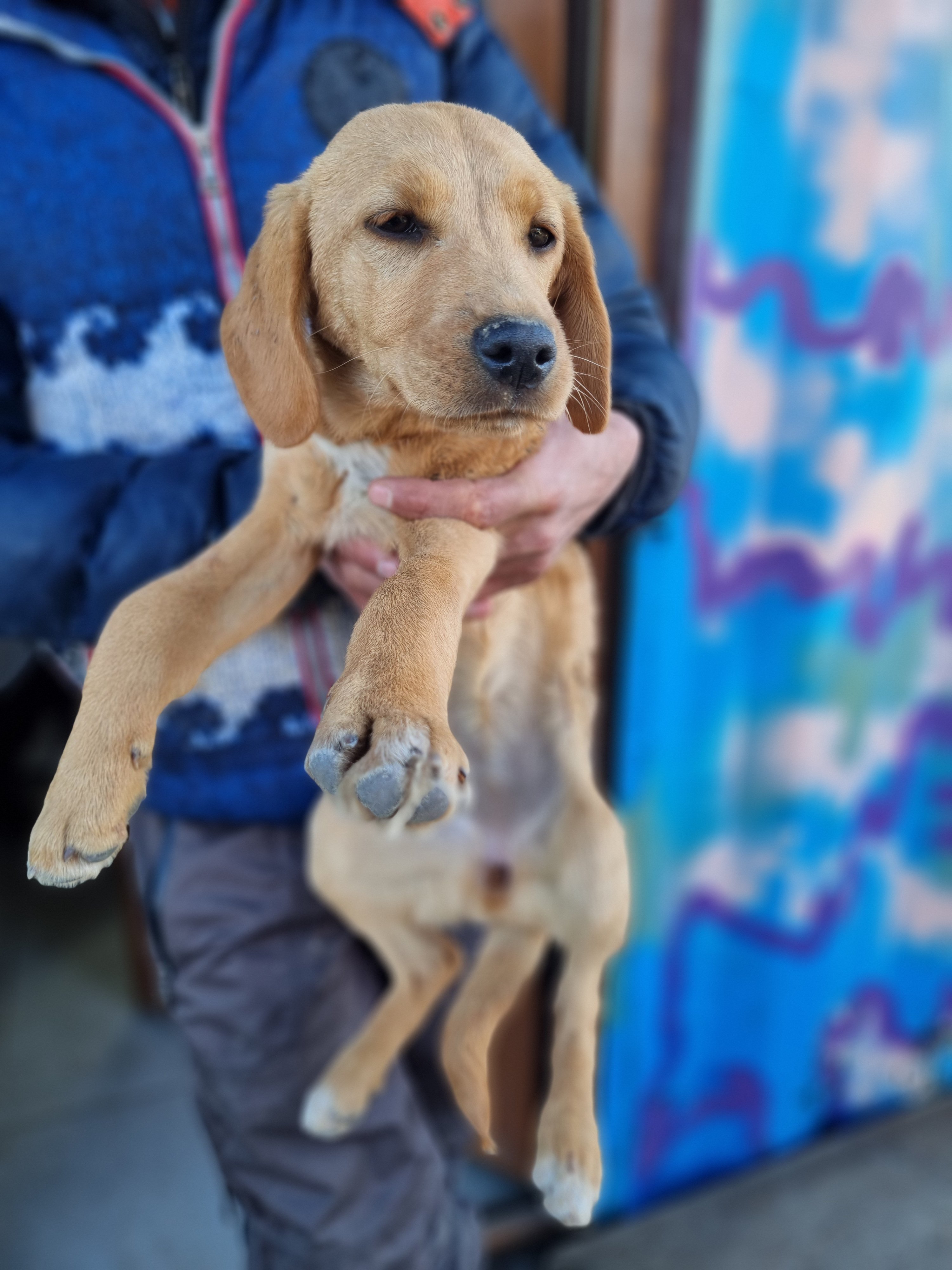 მეტისი. მისაქციელი