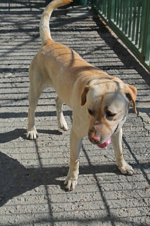 ლაბრადორი უსახელო