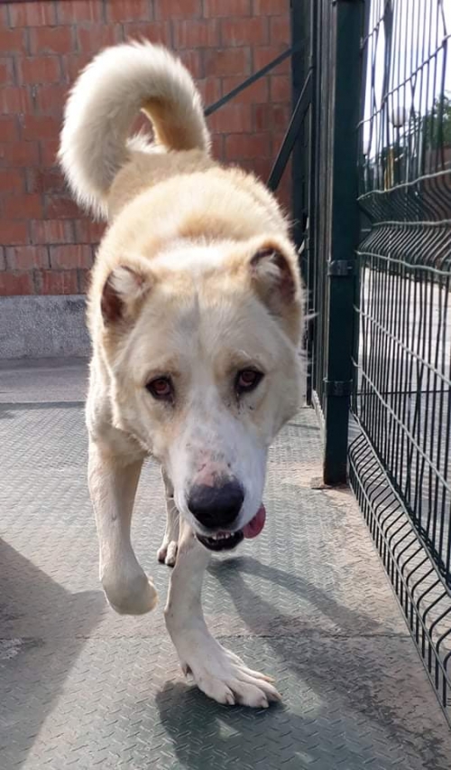 ქართული ნაგაზი უსახელო