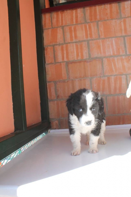 ქართული ქოფაკი უსახელო