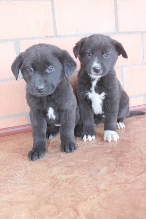 მეტისის ლეკვები უსახელო