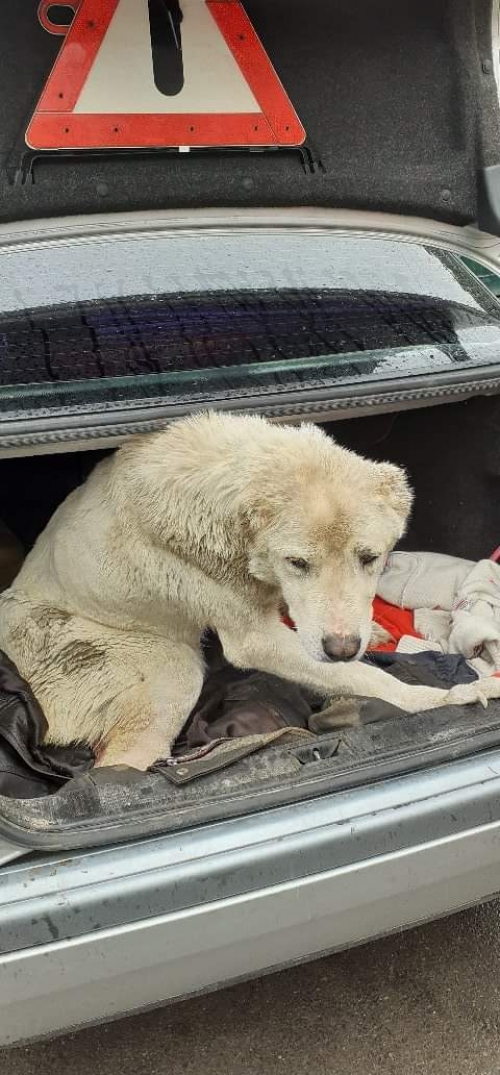 ქართული ნაგაზი უსახელო