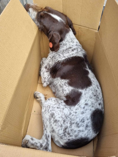 კურცხაარი საჩხერეს ბაზარი