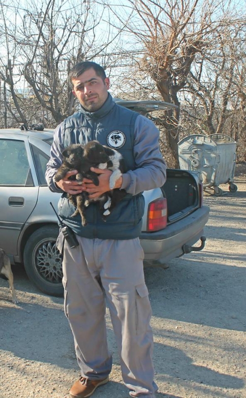 მეტისის ლეკვები უსახელო