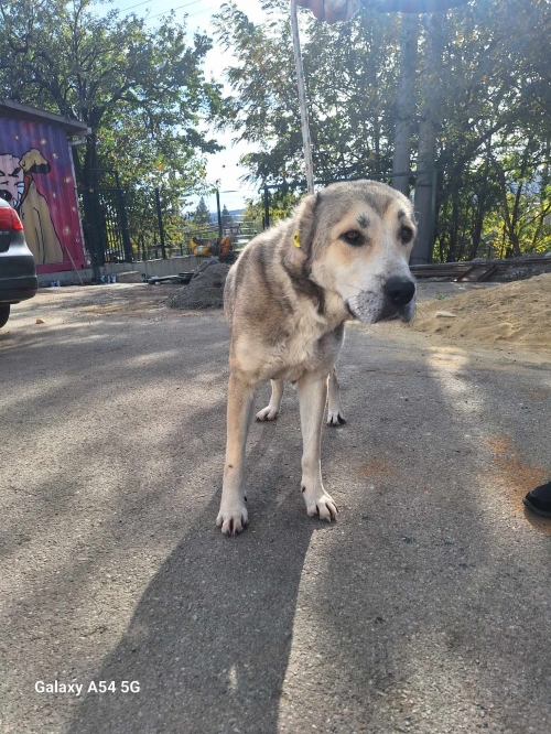 ქართული ნაგაზი გადმოყვანილია მუნიციპალური თავშესაფრიდან