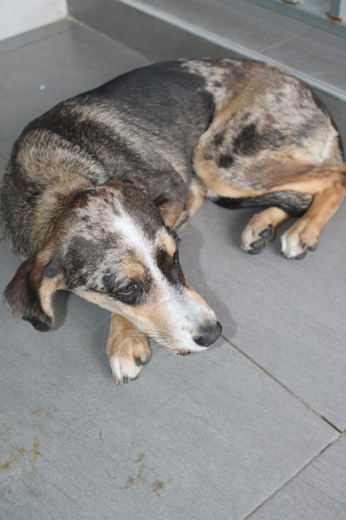 მეტისი უსახელო