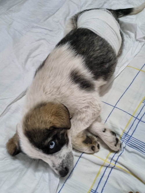 მეტისი ნახალოვკა ჯავის ქუჩა.