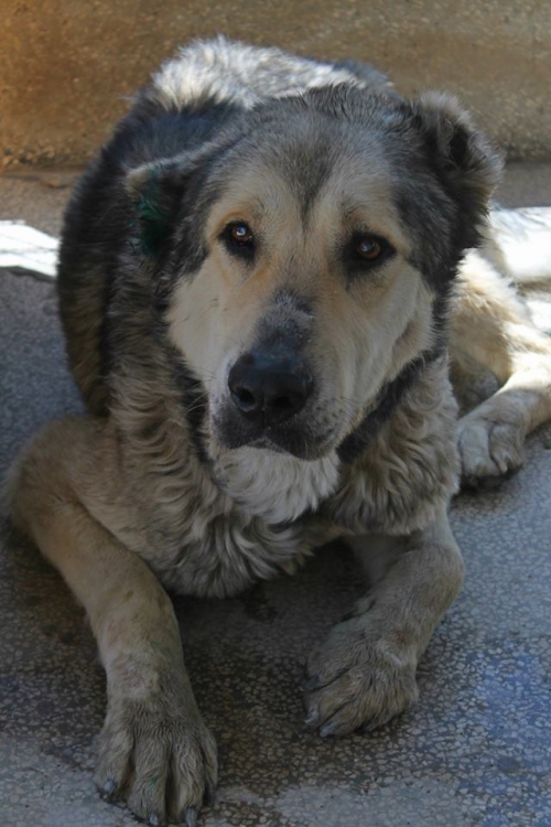 ქართული ნაგაზი უსახელო