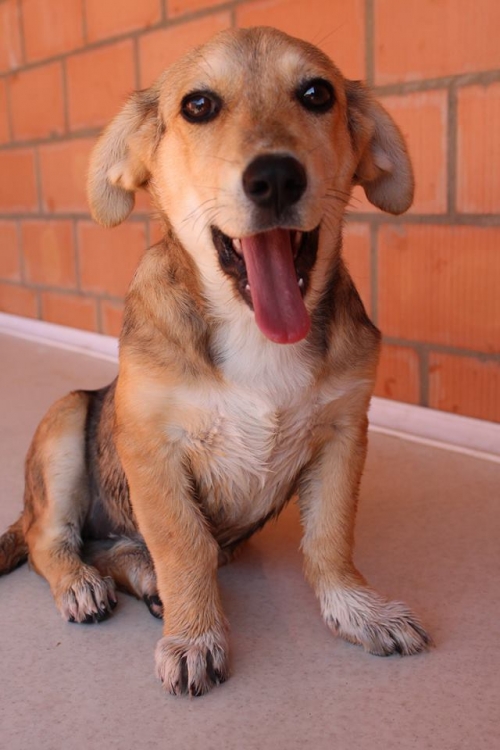 მეტისი უსახელო