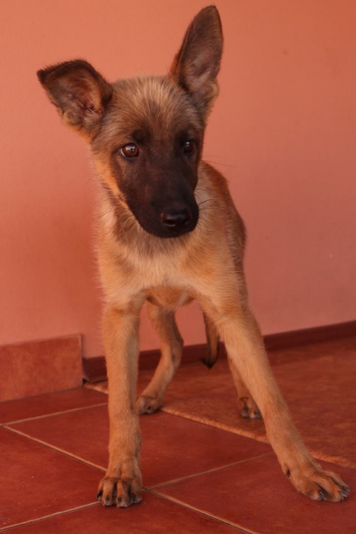 გერმანული ნაგაზის მეტისი უსახელო