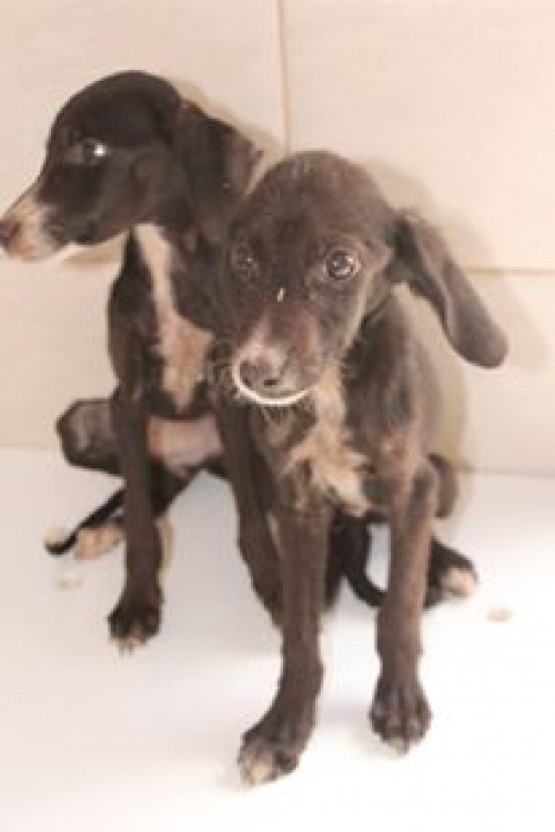 მეტისის ლეკვები უსახელო