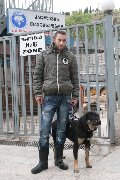 გერმანული ნაგაზის მეტისი ჯინა