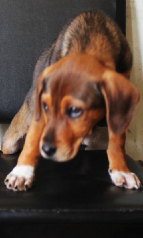 მეტისი უსახელო