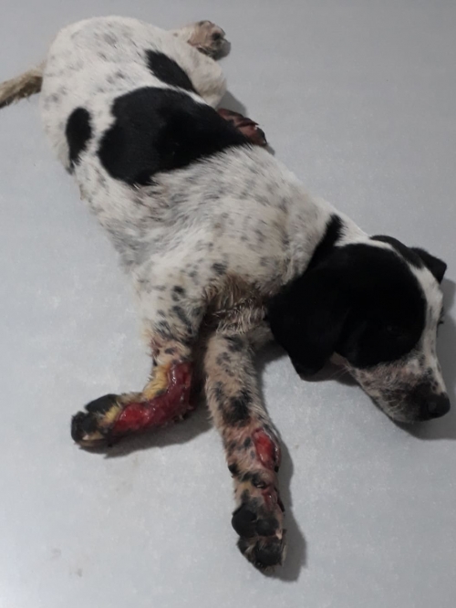 მეტისი უსახელო