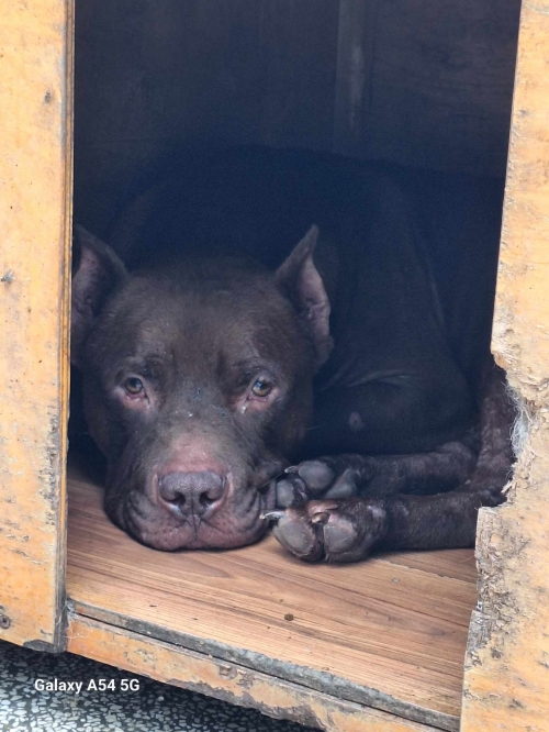 პიტი ნინო გურგენიძე