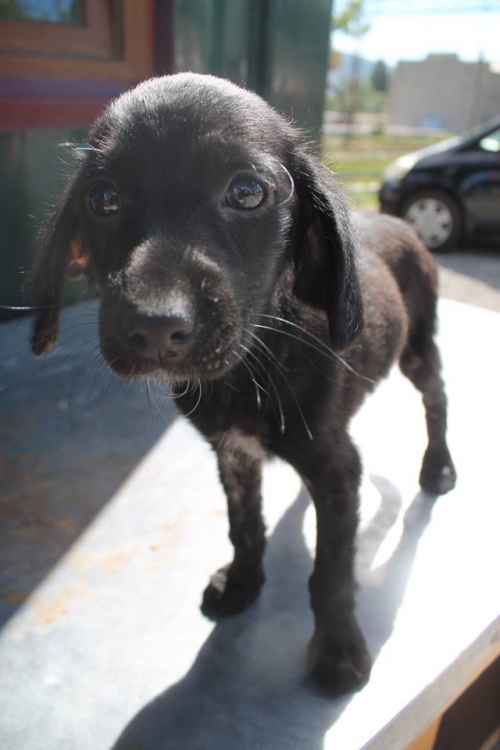 მეტისი უსახელო