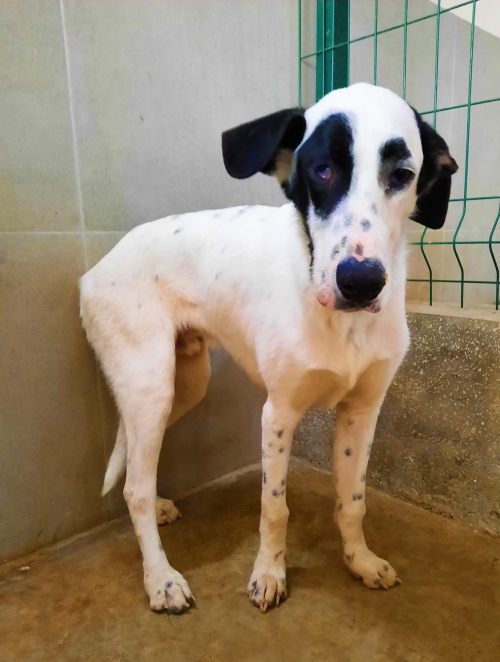 მეტისი რექსი