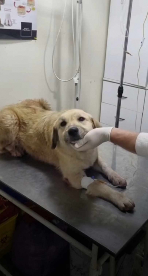 მეტისი გლდანი ,