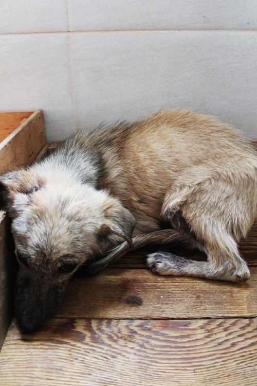 ქართული ქოფაკი უსახელო