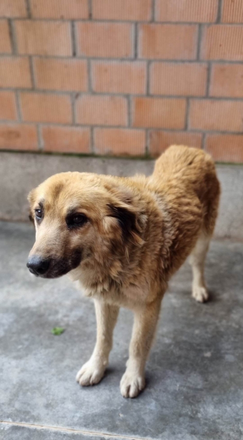 მეტისი ანანური