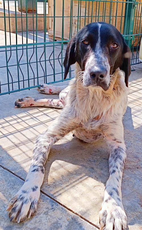 მეტისი ქობულეთი