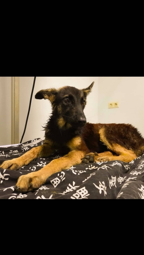 მეტისი თელავისგზაზე ნაპოვნია