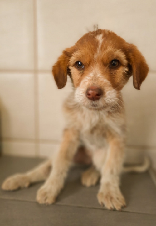 მეტისი გუმათგესის N13 . ბ 13