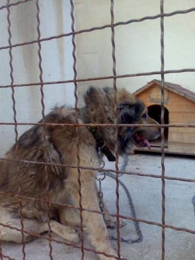 * გარდაცვლილები ლომა