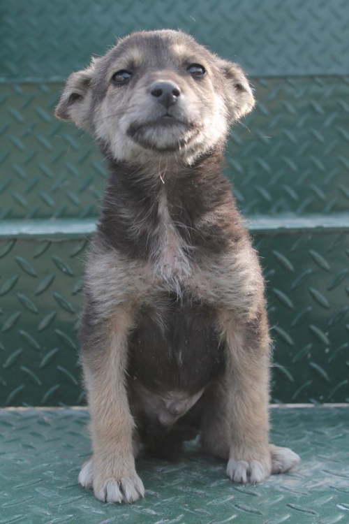 მეტისი უსახელო