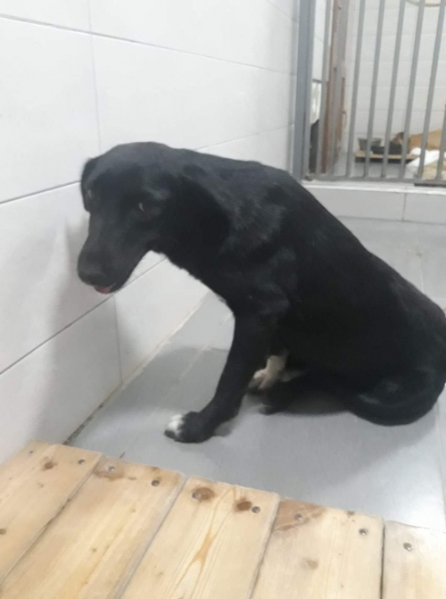 მეტისი 31 ქარხანა