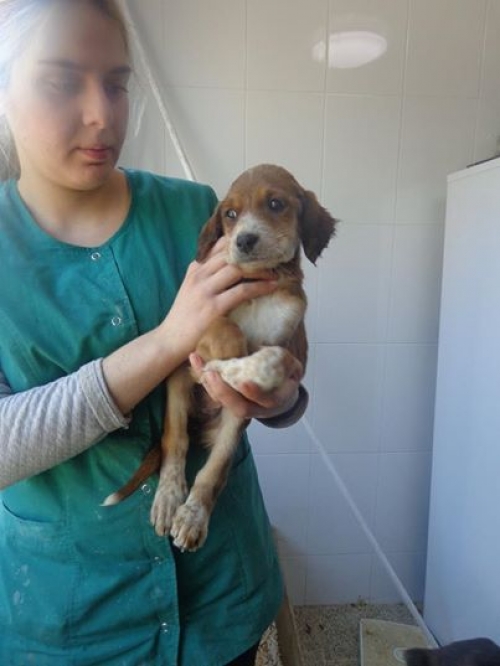 მეტისი უსახელო