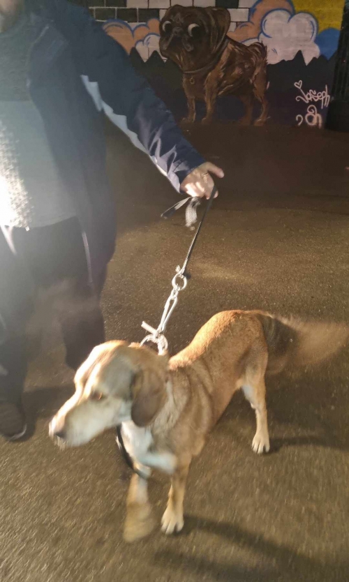 მეტისი კოკი