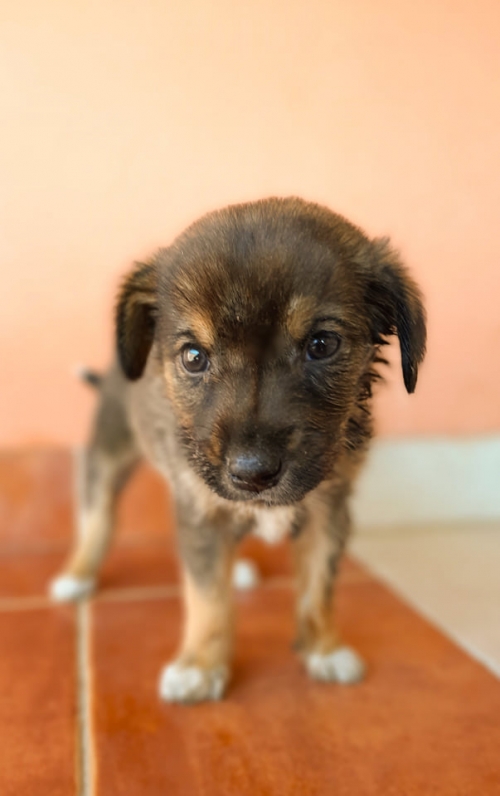 მეტისი მოიყვანა უცხოელმა