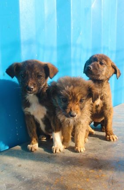 მეტისი უსახელო