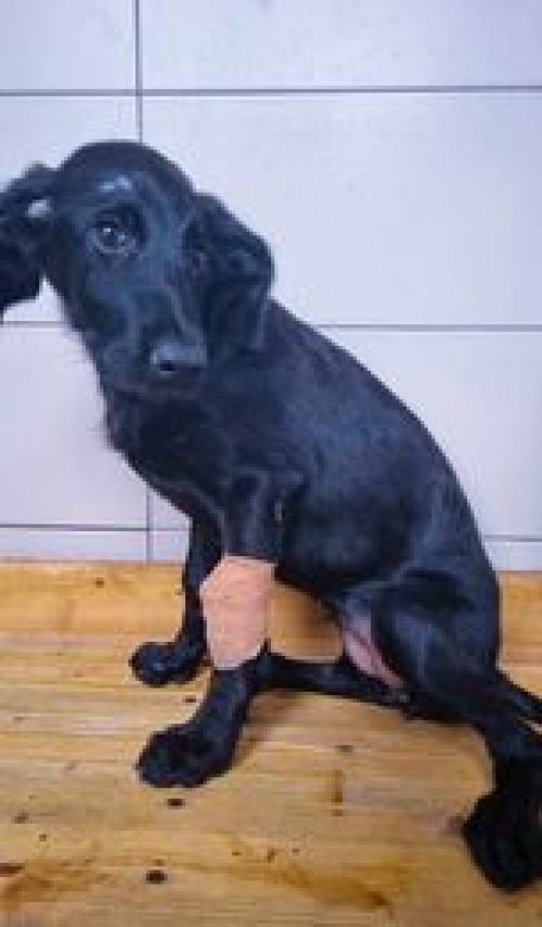 მეტისი მუხაძის 6.