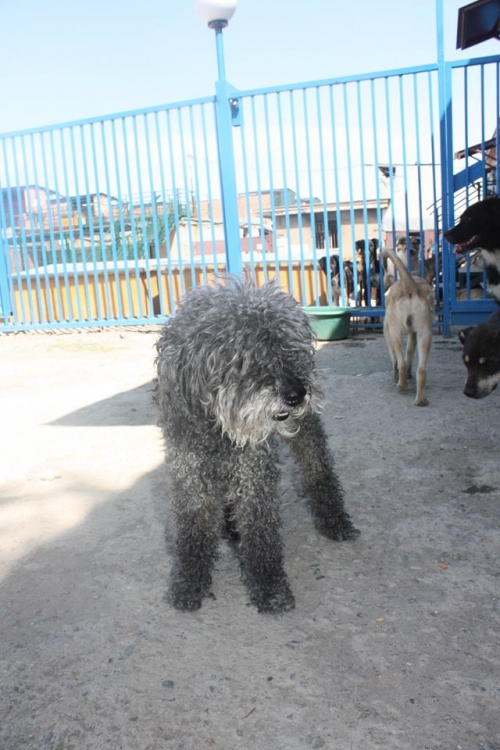 პუდელი უსახელო